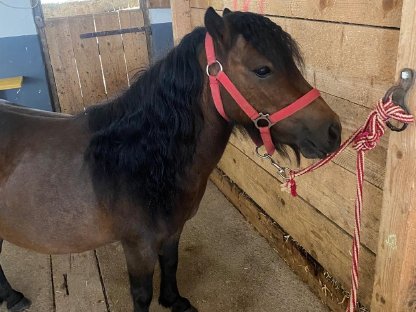 Shetland Pony zu verkaufen