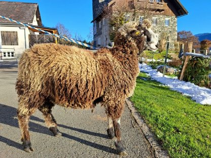 Krainer Steinschaf Widder