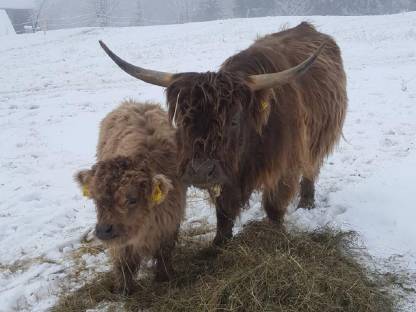 Verk. dunfarbene Hochlandrind-Mutterkuh mit Kalb, BIO