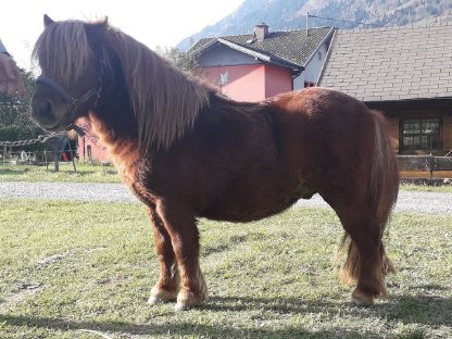 Mini Shetlandpony Hengste abzugeben