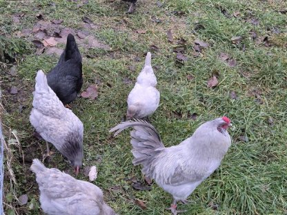 Bild 6:Bruteier, verschiedene Rassen