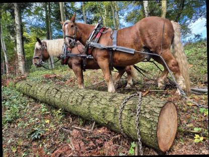 Bild 3:Holzrücken mit Pferden
