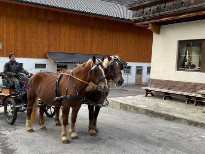 Noriker Fuchsstute