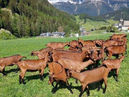 Gemsfarbige Gebirgsziegen Milchziegen