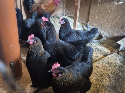 Bild 7:Bruteier, verschiedene Rassen