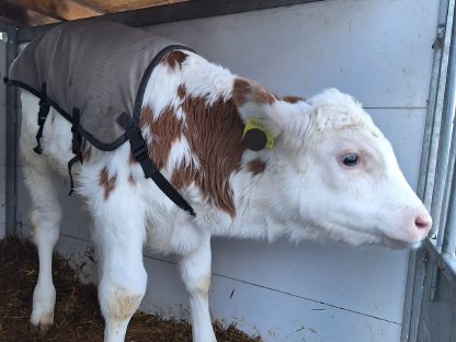 Verkaufen BIO FV Stierkalb