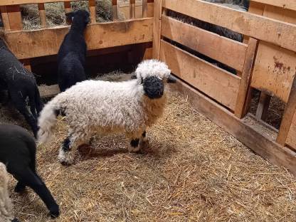 Verkaufe 3 junge Walliser Schwarznasen Widder