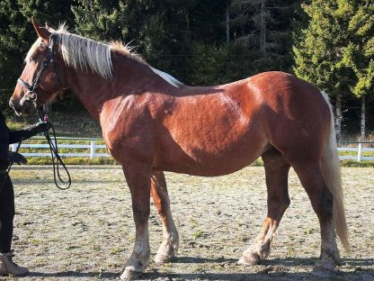 Bild 5:Wunderschöne Norikerstute