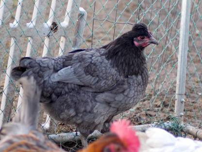 Ich verkaufe zwei Moorhuhn-Hennen