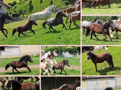 Bild 4:Märchenponys für Privatpersonen