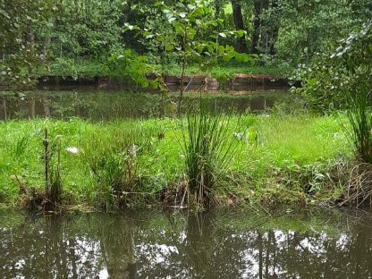 Waldgrund mit Fischteiche