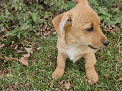 Welsh Corgi mal Zwergpinscher Welpen