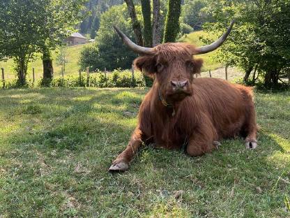 Verkaufe Schottische Hochlandrinder