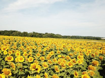 Sonnenblumenkerne