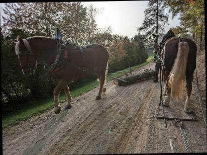 Bild 8:Holzrücken mit Pferden