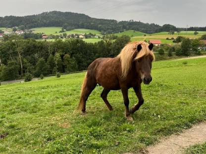 Isländerstute und Isländerhengst