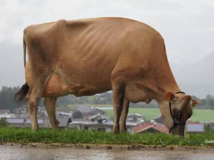 Jersey Stierkalb zur Zucht