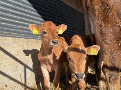 Männliche BIO Jersey Kälber