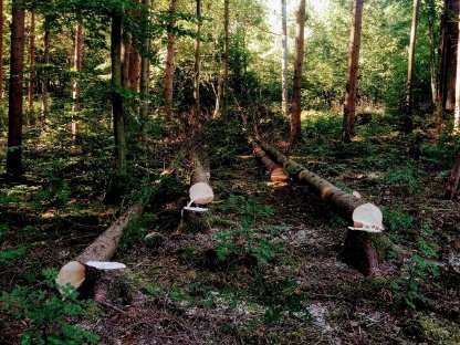 Bild 3:Forstdienstleistungen Holzeinschlag Holzrücken