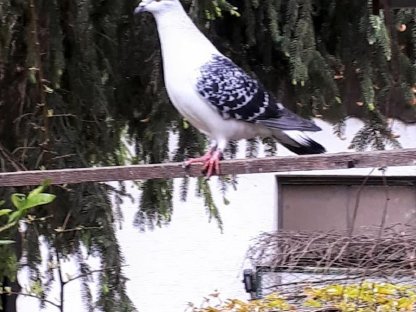 Eistauben für Voliere und Freiflug