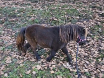 Austrian Partbred Pony