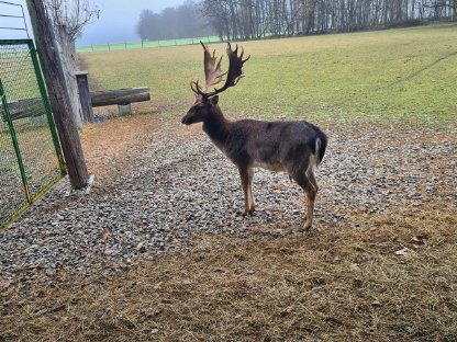 Zuchtwild, Dam- und Rotwild