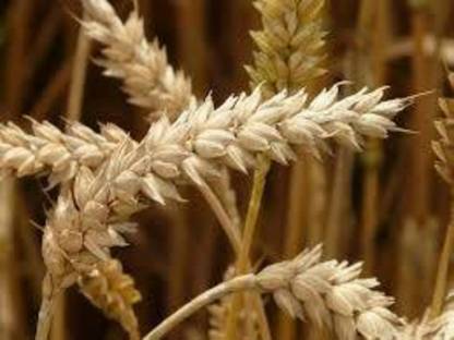 Triticale