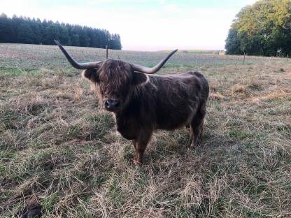 Hochlandrinder, Highland Cattle