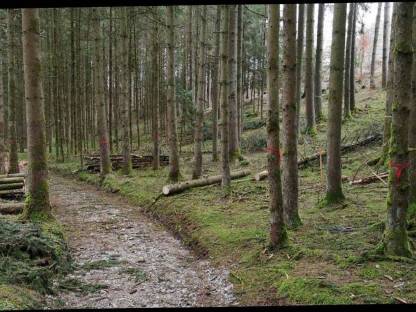 Waldgrundstück