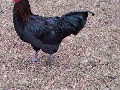 AUSTRALORP HAHN