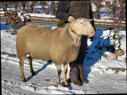 Ostfriesisches Milchschaf Widder