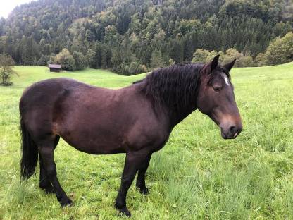 Noriker-Stute, geritten und gefahren