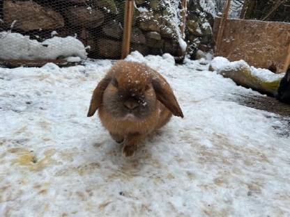 Mini Lop