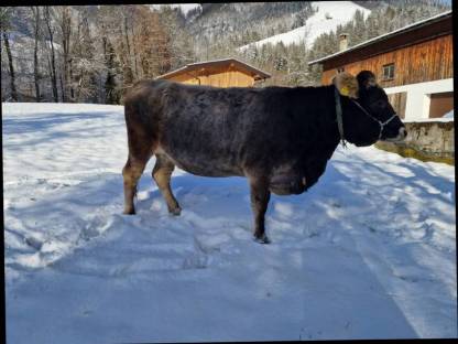 Bio Tiroler Grauviehkalbin