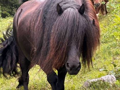 Verkaufe Pony-Stute