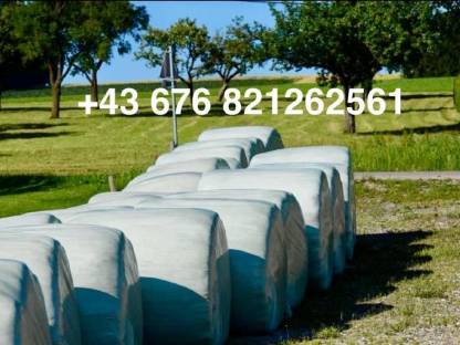 Silageballen Ernte 2024 (geschnitten) 1,3 m Dm.