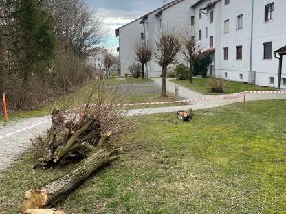 Bild 4:Baumfällung, Holzschlägerung