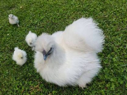 Zwergseidenhuhn Zwergseidenhühner US Silkies