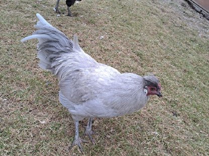 Lavender Araucana Hahn