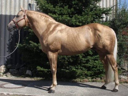 Quarter Horse Deckhengst