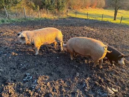 Berkshire x Duroc Jungsau