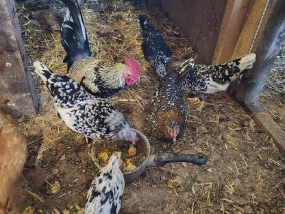 Bild 8:Bruteier, verschiedene Rassen