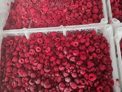 Bild 5:Himbeeren TK - neue Ernte