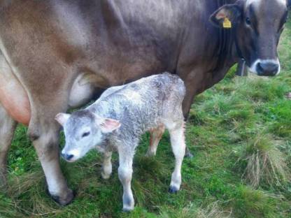 Mutterkuh mit Stierkalb