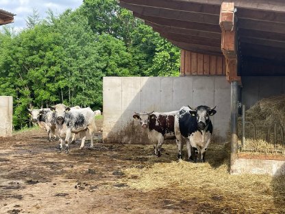 Pustertaler Sprinzen Kühe