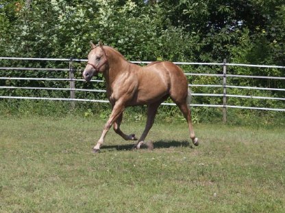 Quarter Horse Deckhengst Magic Bo Snapper