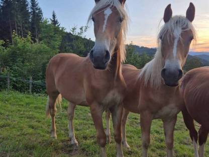 Haflinger Junghengste (Wallache)