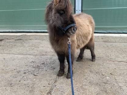 Mini Shetlandpony Hengst