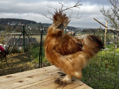 Seidenhuhn Hähne zu verschenken