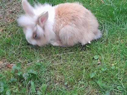 Zwergkaninchen Männchen kastriert